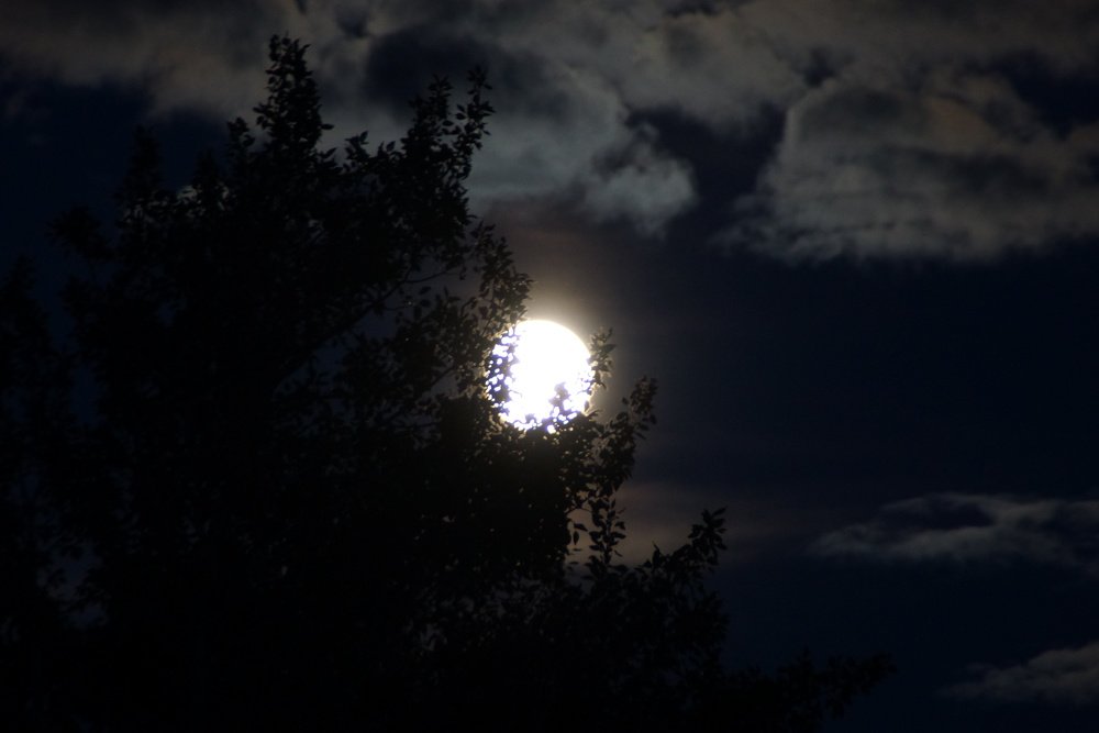 Photograph by Ирина Пальцына