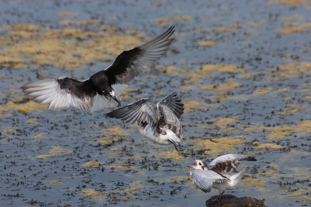 Photograph by Александр Велигура
