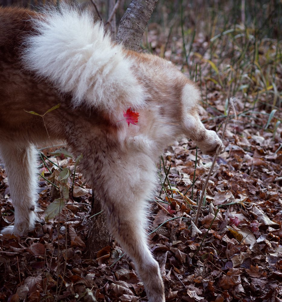 Photograph by Полина Спиридонова