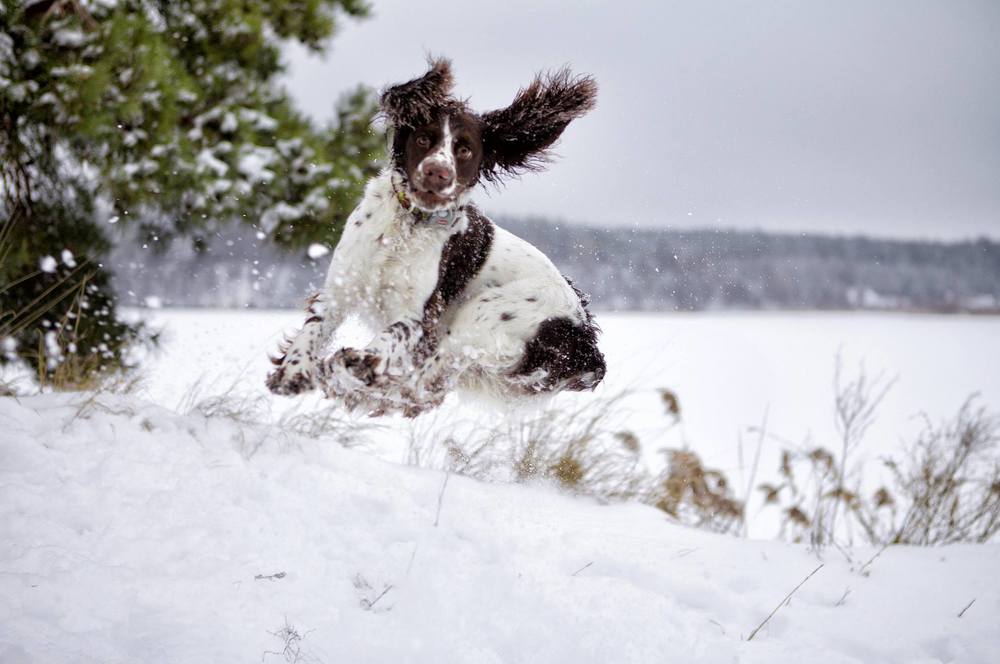 Уши вместо крыльев.