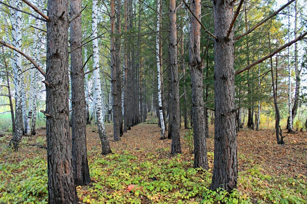 Лесной коридор