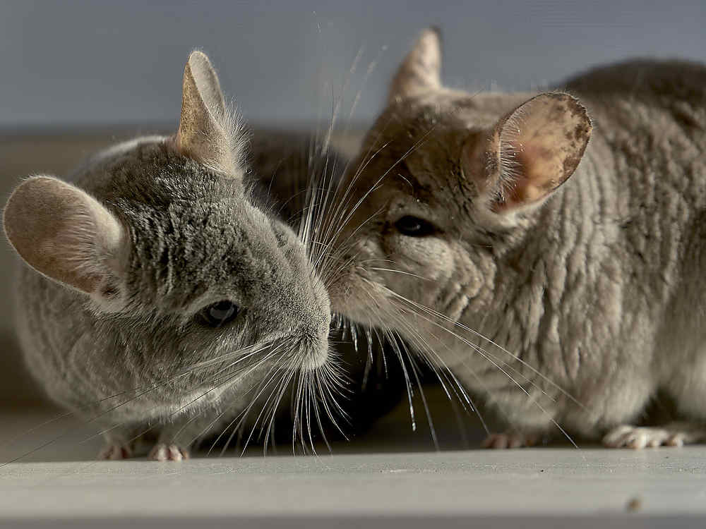 Photograph by Елена Мормоль