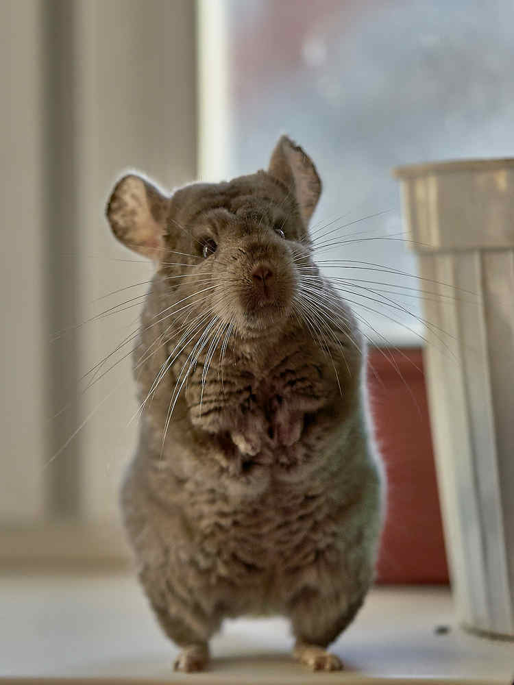 Photograph by Елена Мормоль