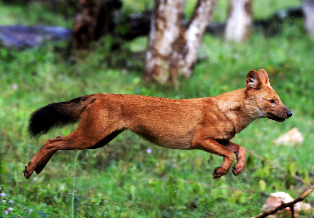 Killing for a Living