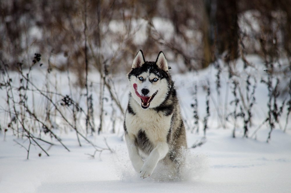 хаски Демон