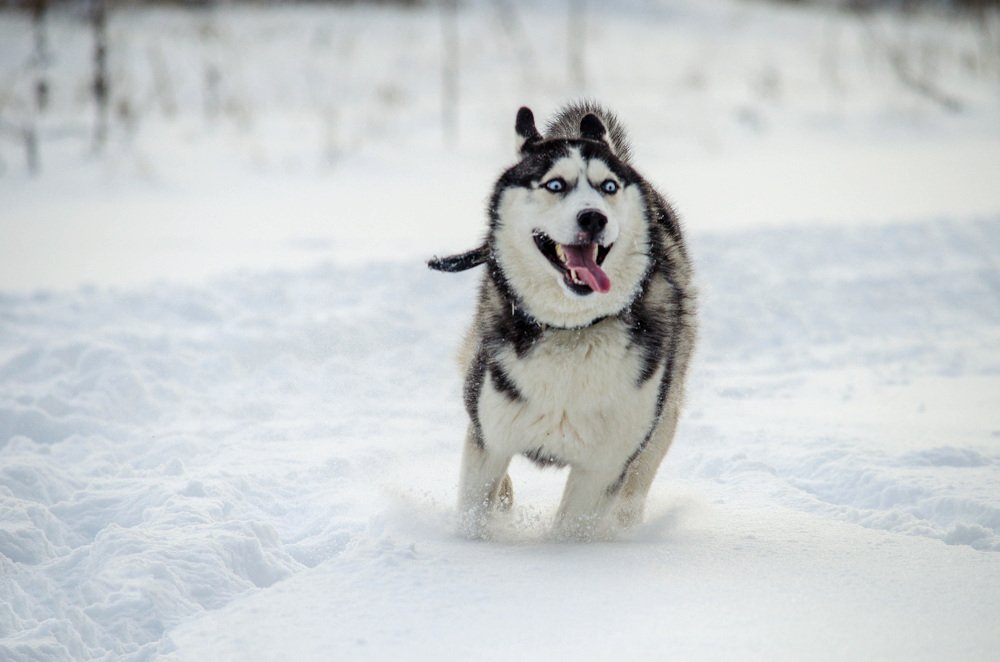 хаски Демон