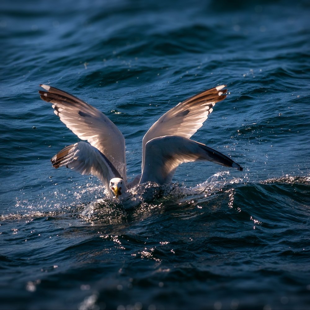 Четырёхкрылый Серафим.