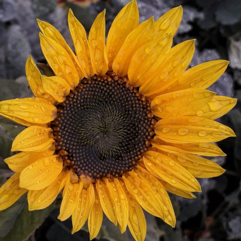 Photograph by Оксана Кочубеева