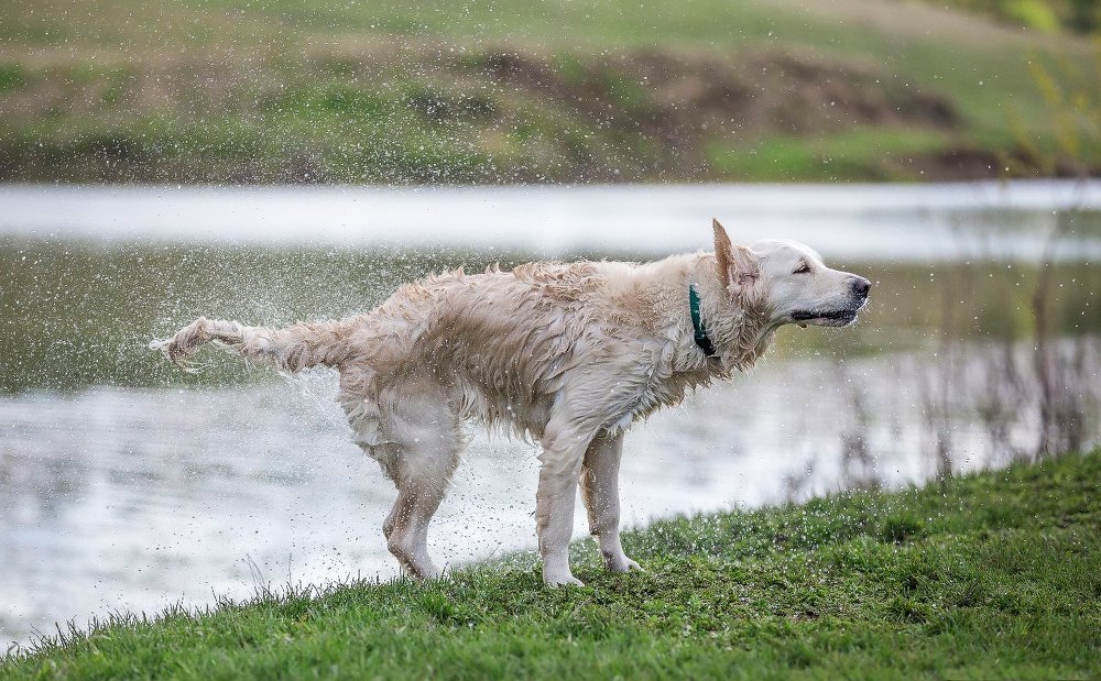Фотография автора Елена Баврина
