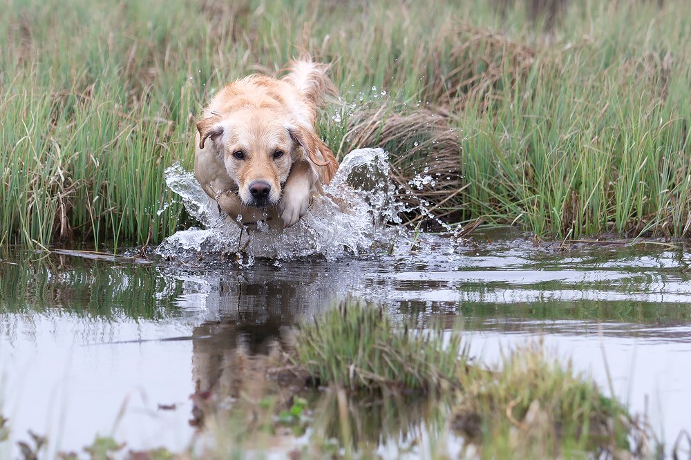 Фотография автора Елена Баврина