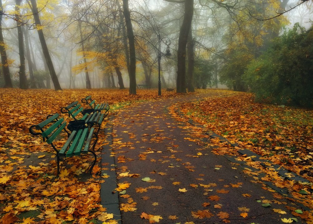 Туманные аллеи