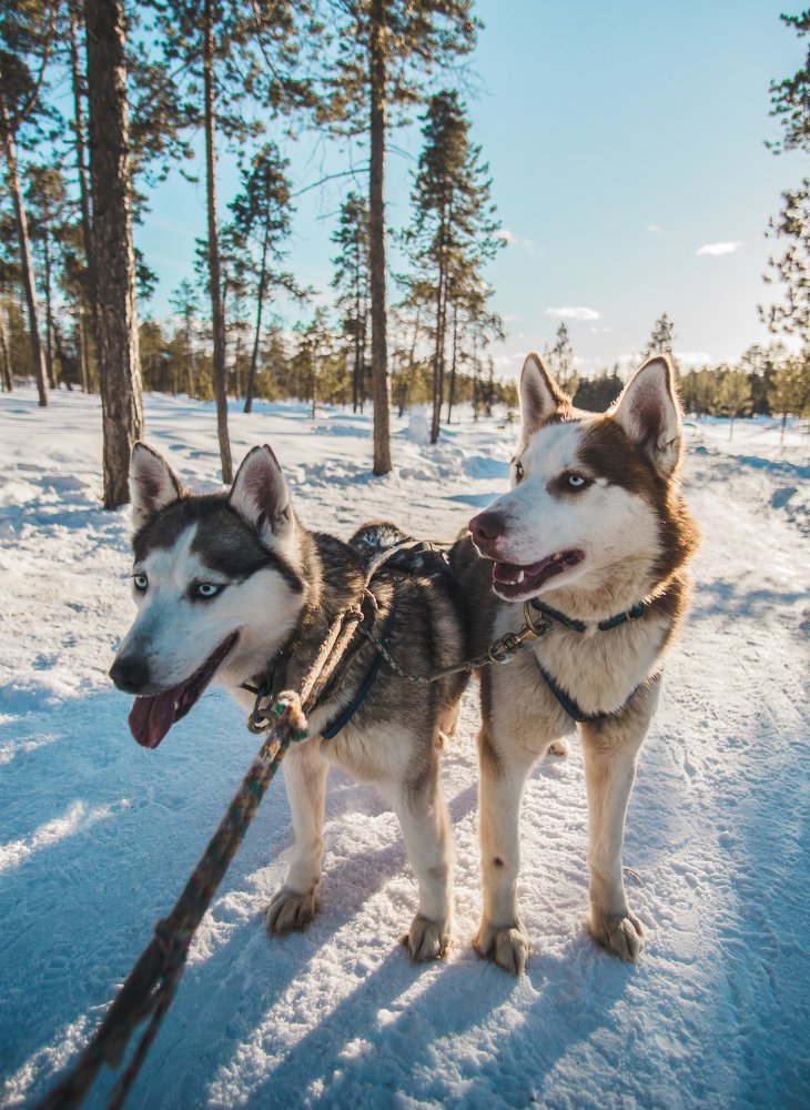 По миру на собачьих упряжках
