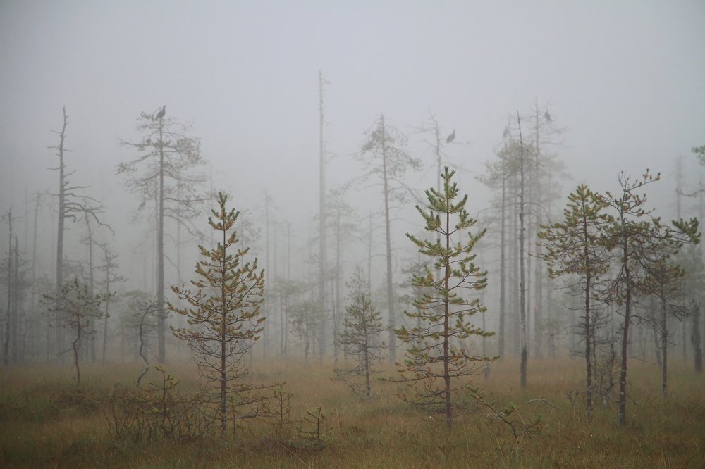 Карельское утро.