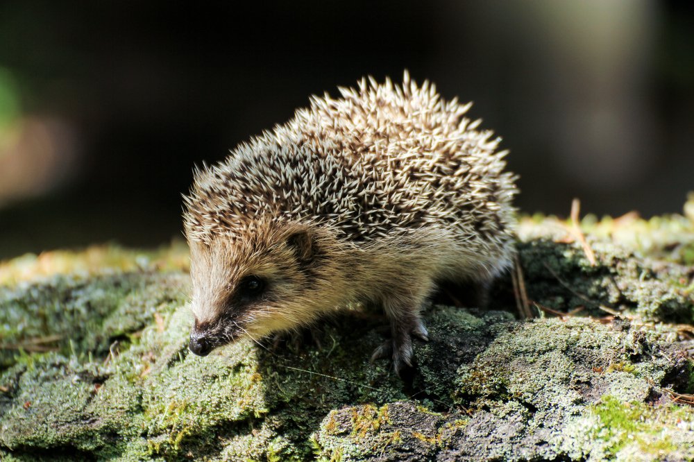 Малыш на прогулке.