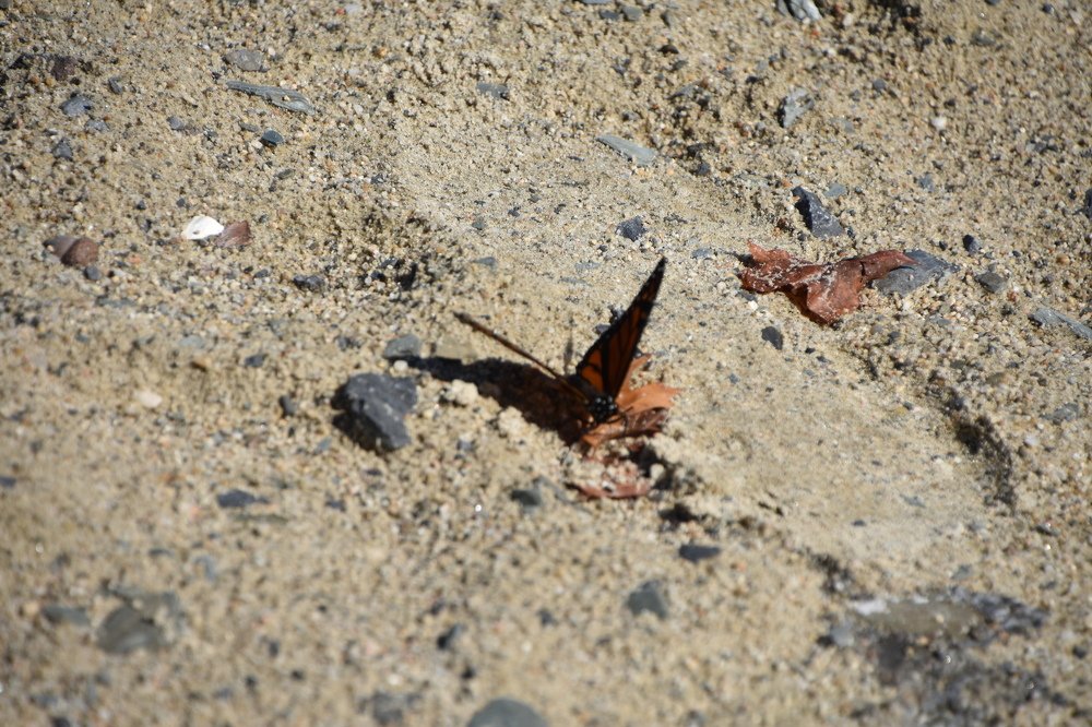 Sandy Butterfly