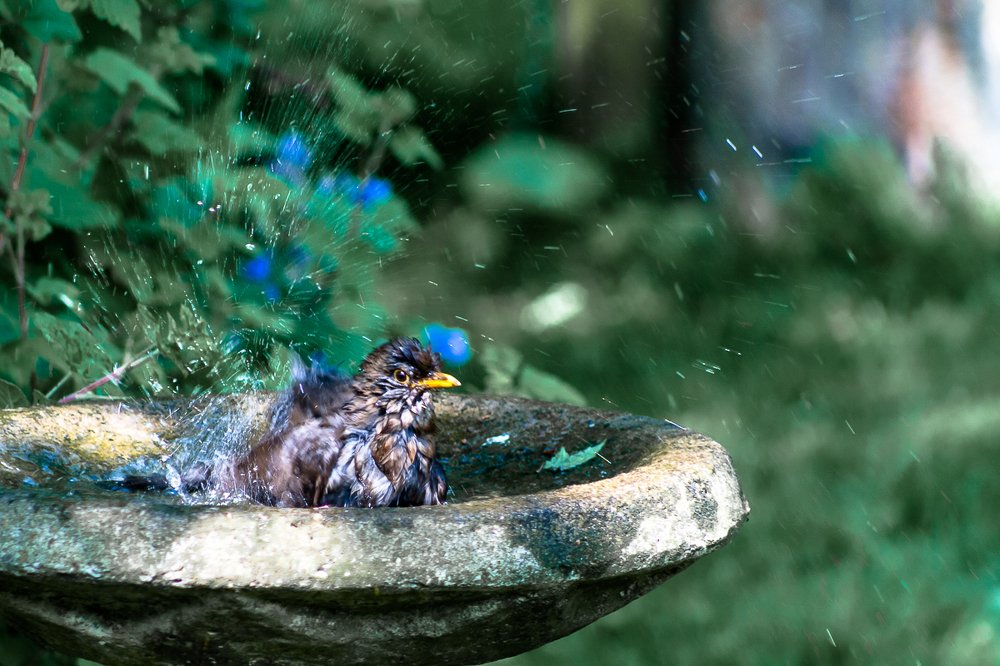 Photograph by Игорь Соя