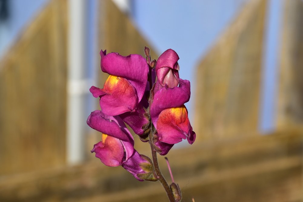 Фотография автора Carolina Mellado