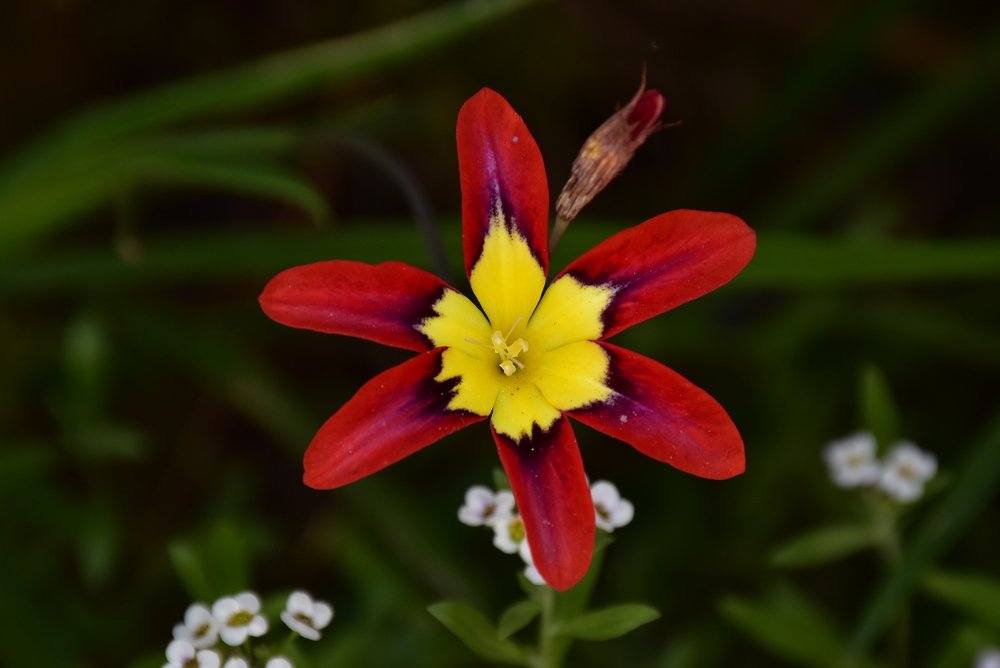 Фотография автора Carolina Mellado