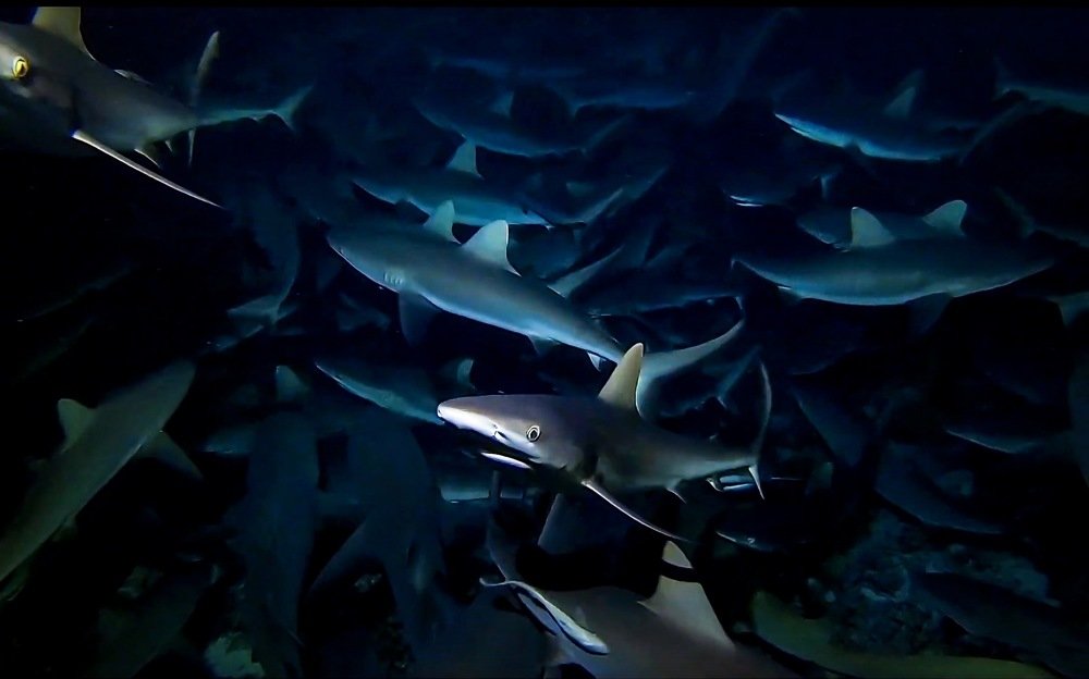 Photograph by Serge Melesan