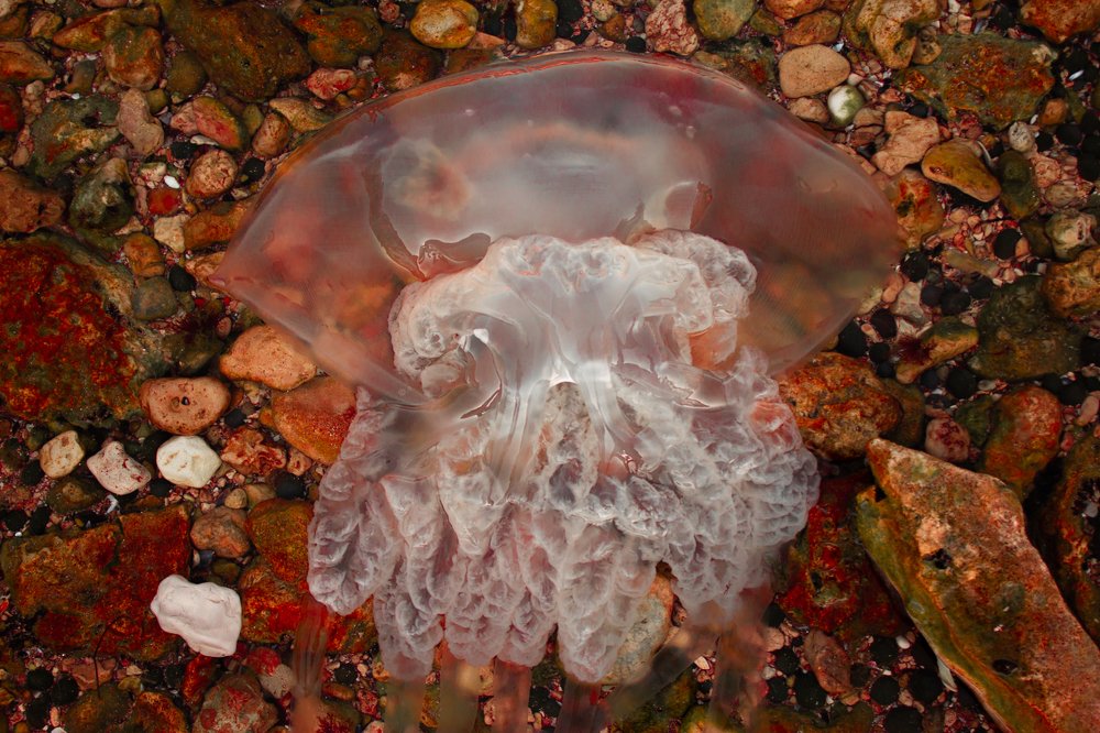 Photograph by Анастасия Тирская