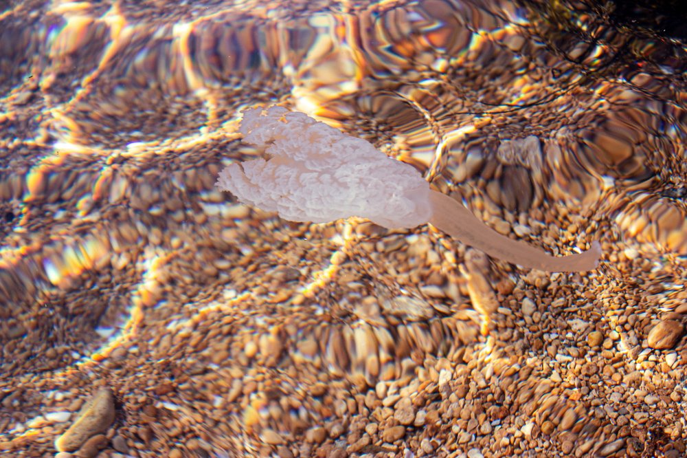 Photograph by Анастасия Тирская