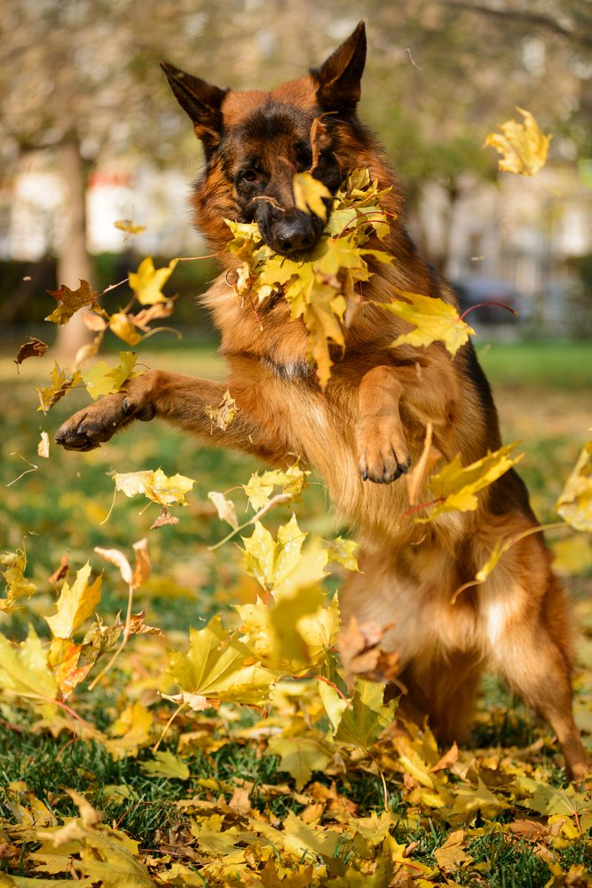 «Заметался пожар золотой...»