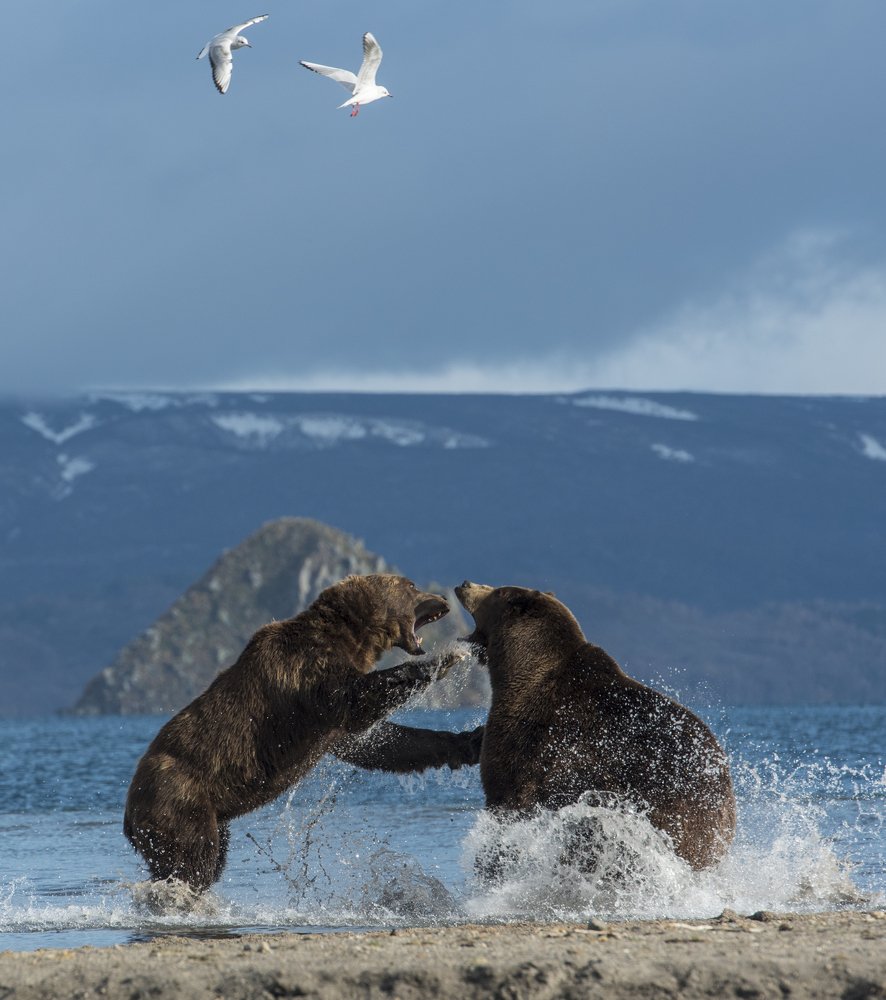 Война и мир / War and peace
