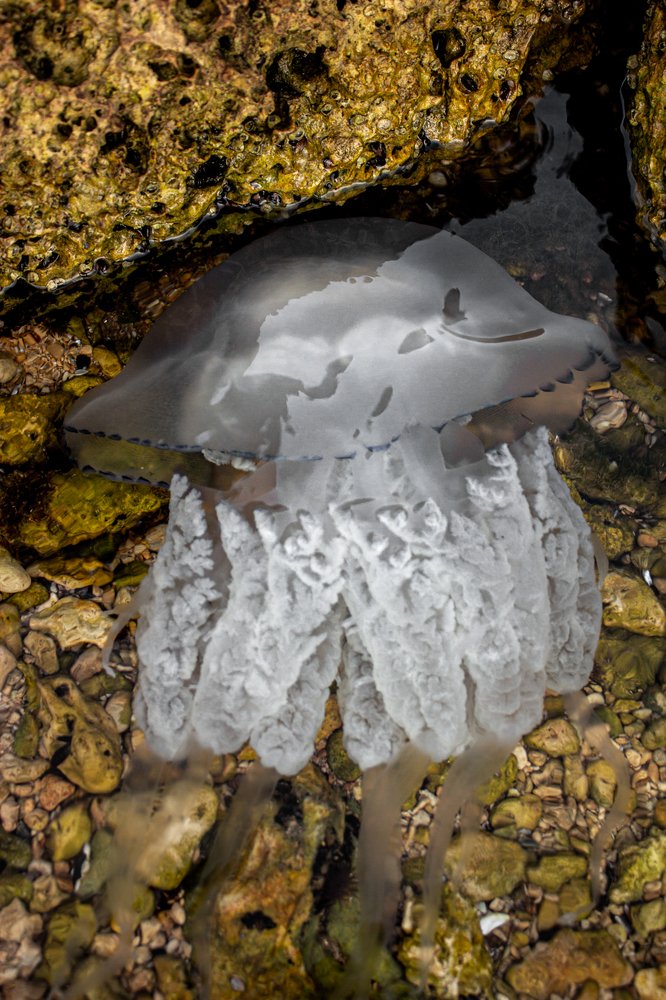 Photograph by Анастасия Тирская