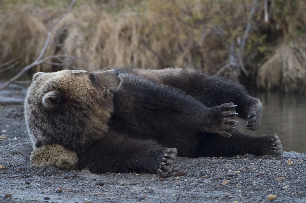 Photograph by Алексей Шаскольский