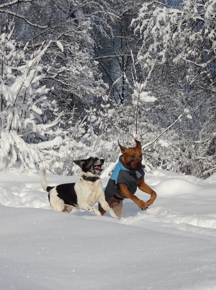 Photo #3910127