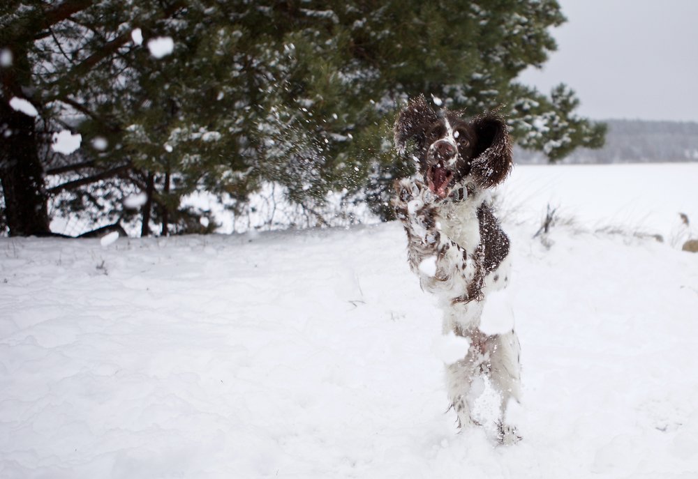 Зимние игры.