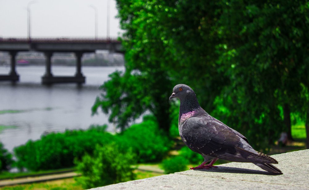 Photograph by Анастасия Тирская