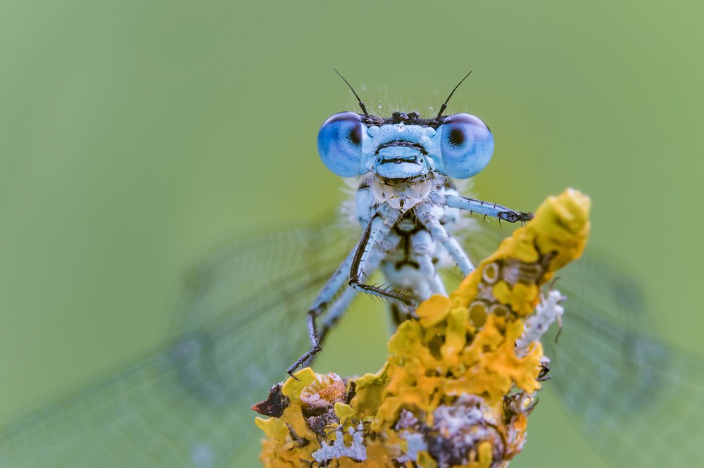 Photograph by Massimo Tamajo