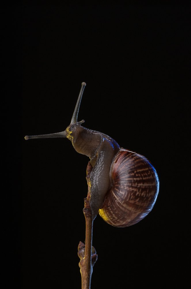 Фотография автора Кирилл Сизов