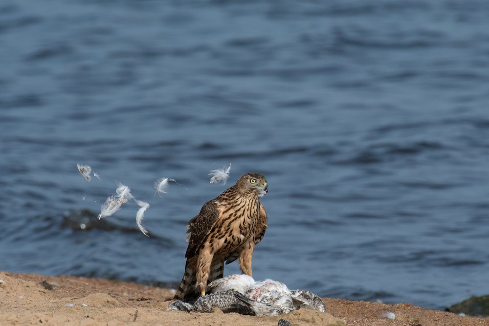 Photograph by Сергей Сыресин