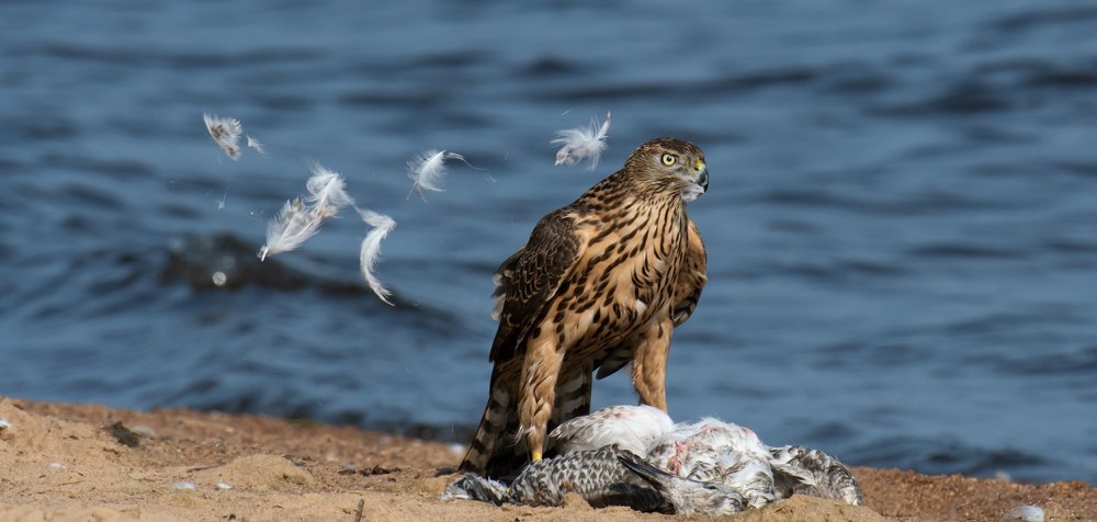 Photograph by Сергей Сыресин