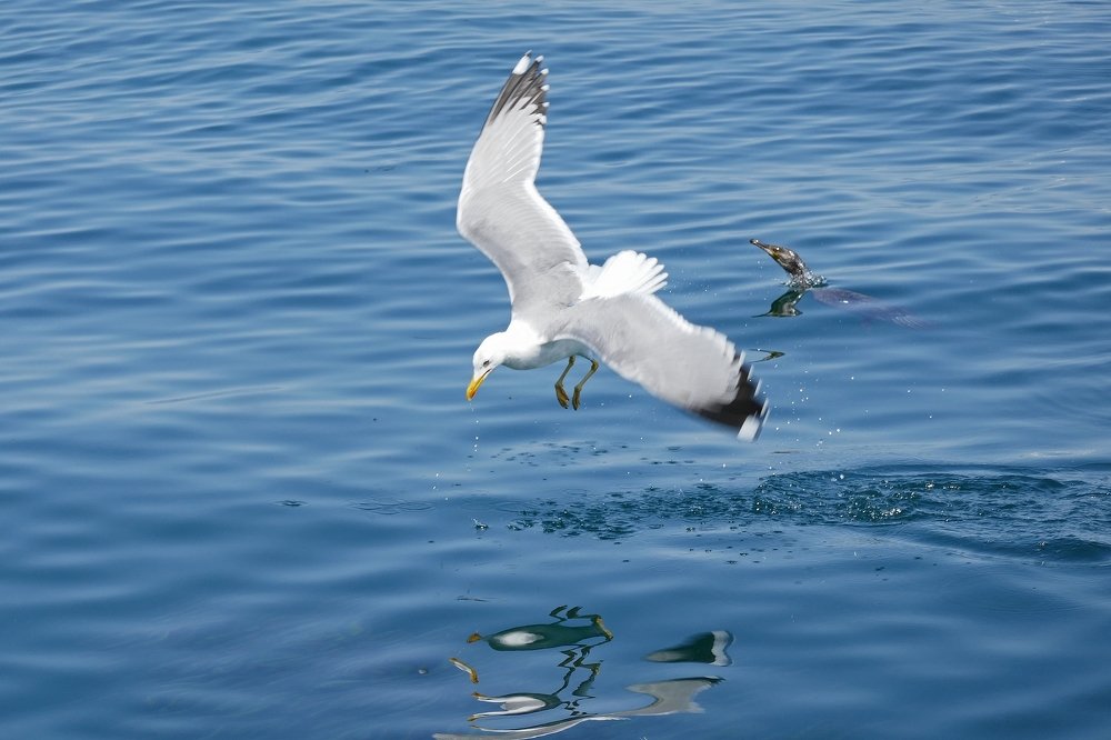 Gull and cormorant fishing together