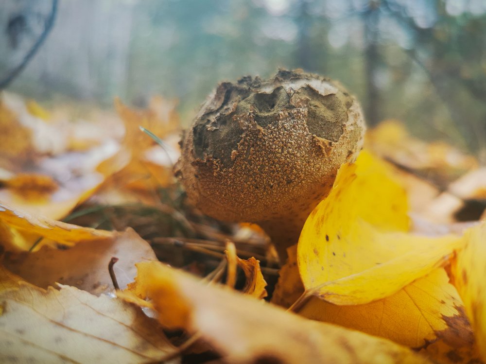 Photograph by Максим Шарыгин