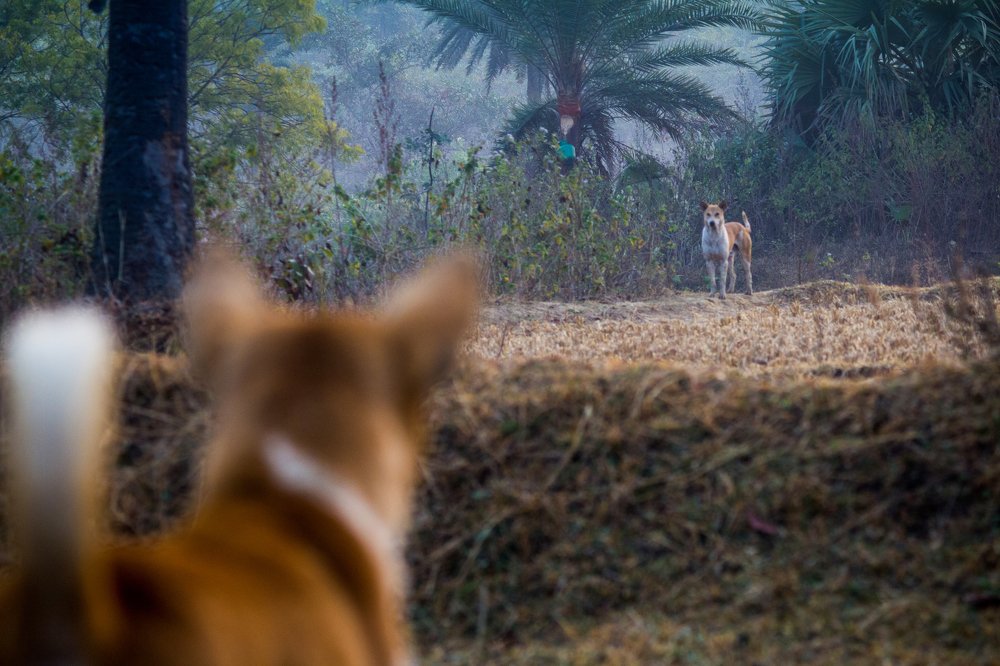 Photograph by SANDIP BANERJEE