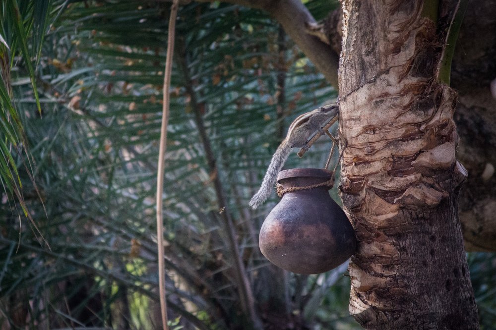 Photograph by SANDIP BANERJEE