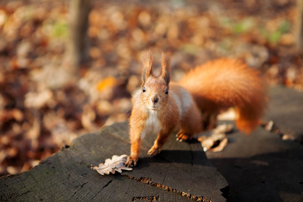 Фотография автора Юлия Капустинская