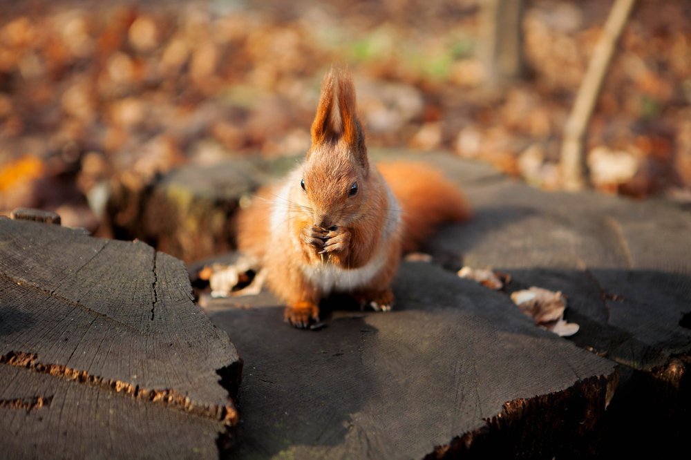 Фотография автора Юлия Капустинская