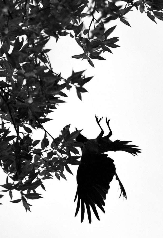 Photograph by Серафим Бударин