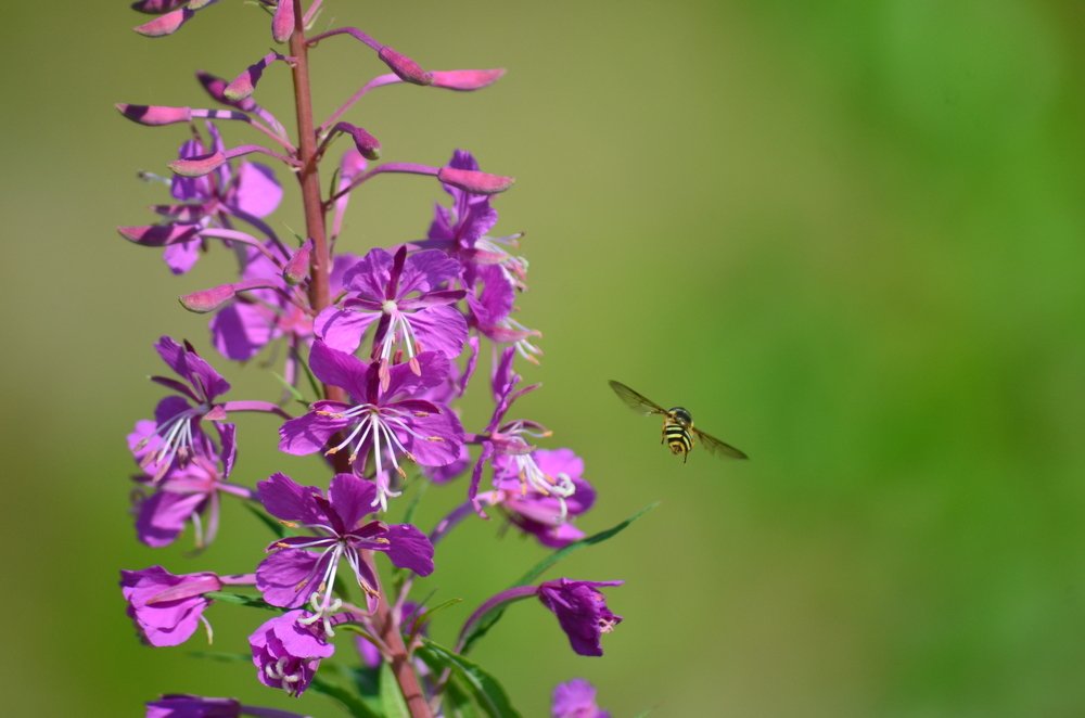 Photograph by Макс Самойлофф