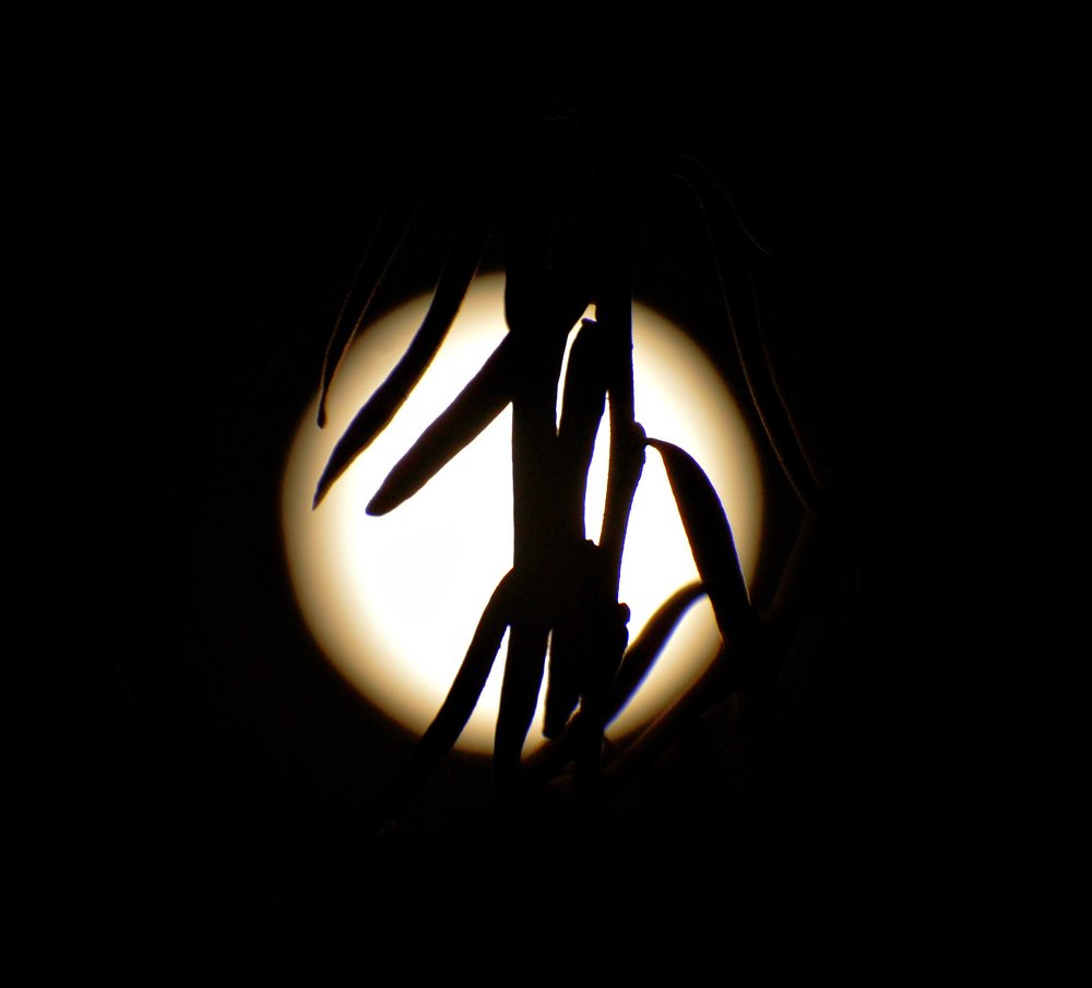 Ночь в восточном стиле