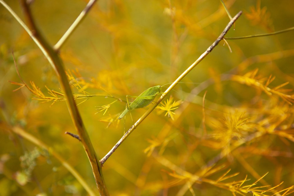Фотография автора Юлия Капустинская