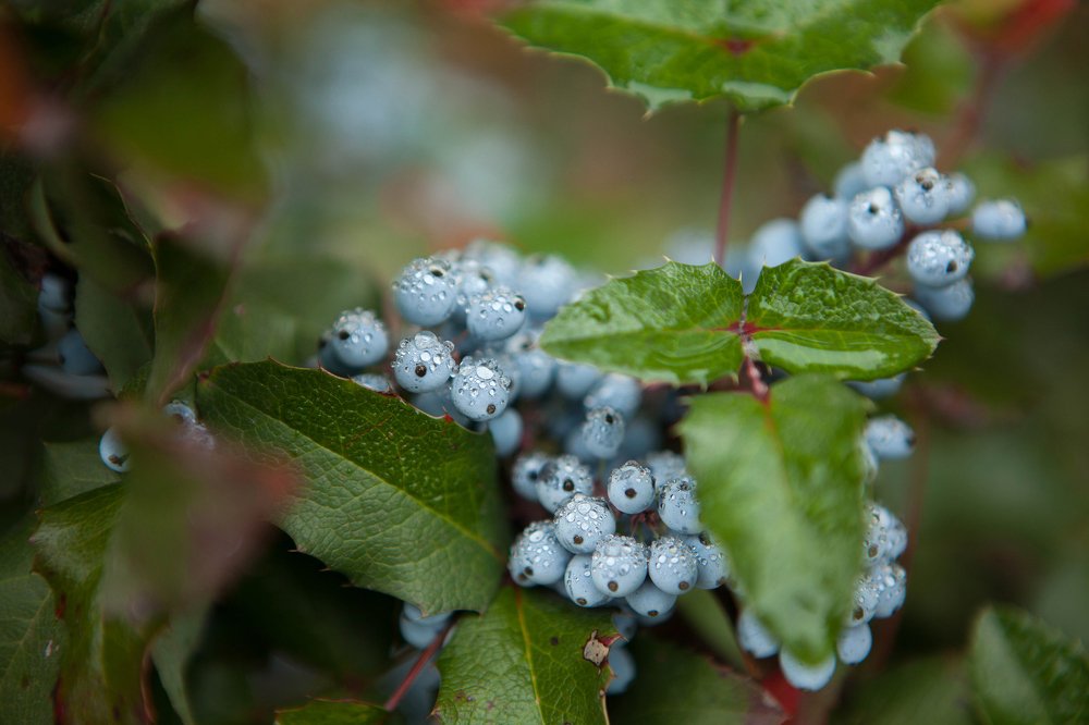 Фотография автора Юлия Капустинская