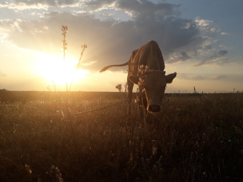 Фотография автора Оксана Талан