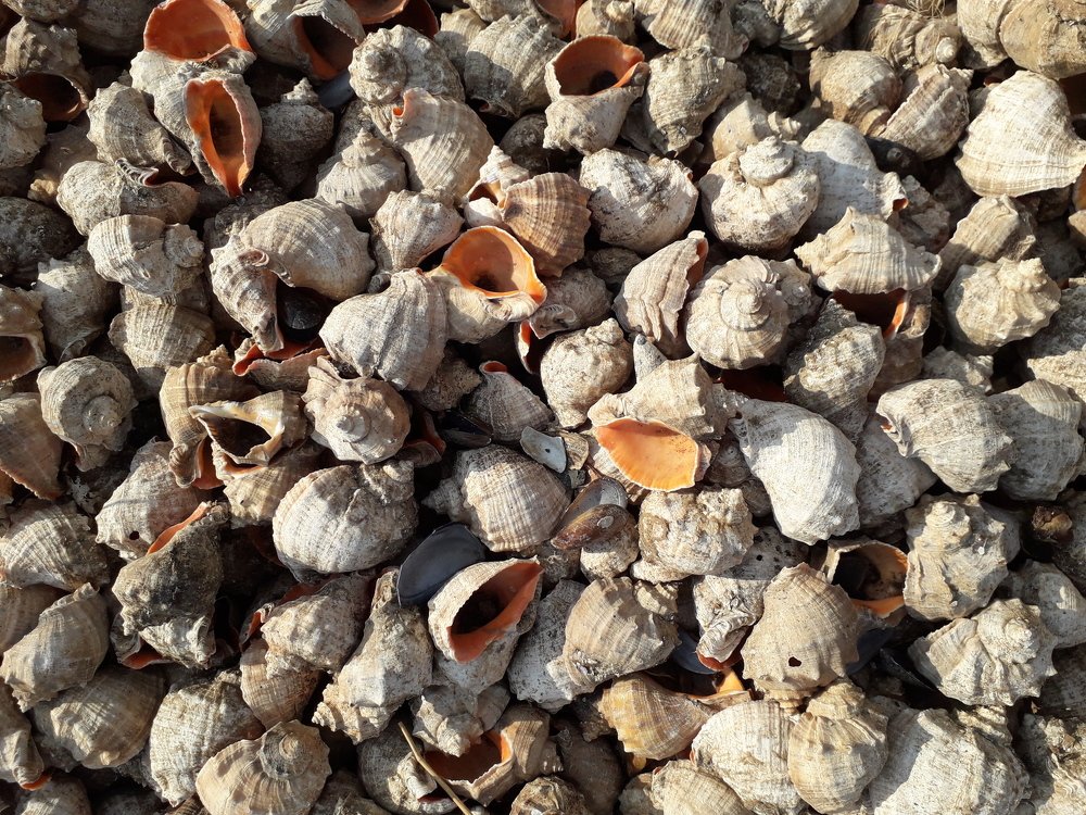 Фотография автора Оксана Талан