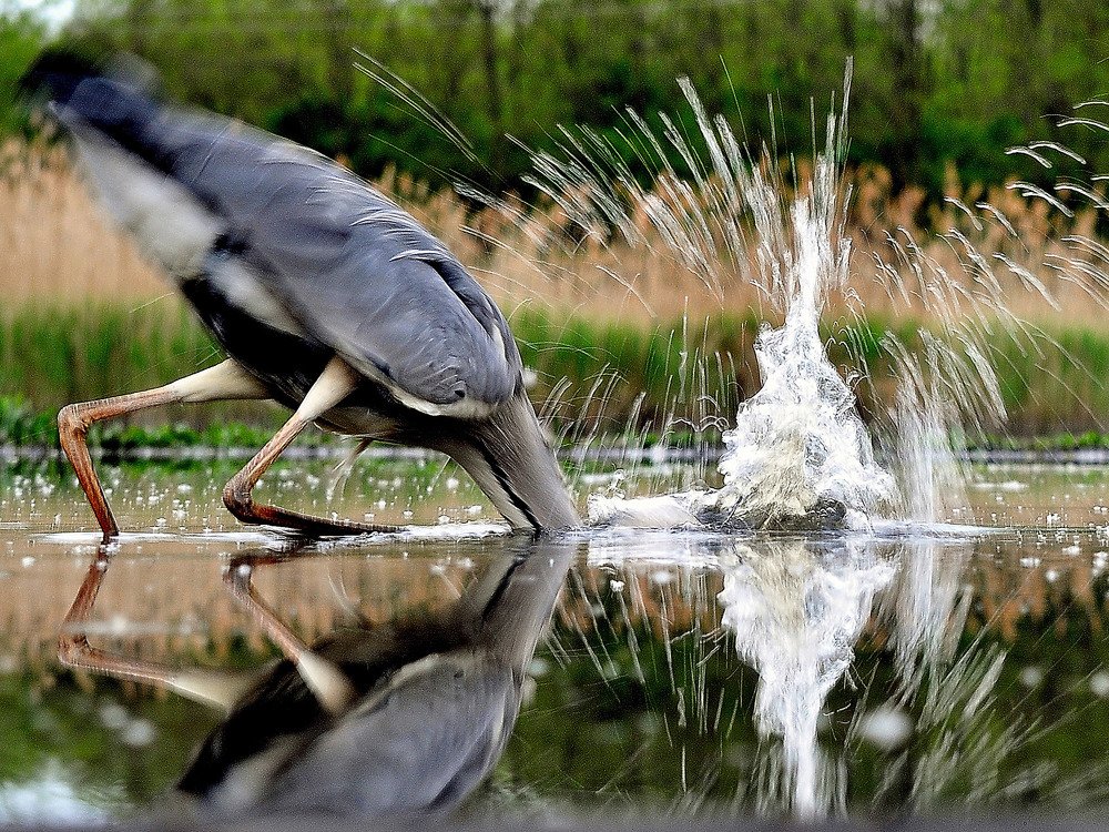 Photograph by Rideg Ferenc